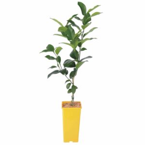 Kwan Citrus Trees 2 Ltr