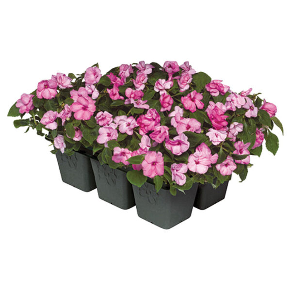 Single & 6 cell Vegetable, Flower & Herb seedlings - Image 6