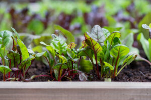 Single & 6 cell Vegetable, Flower & Herb seedlings