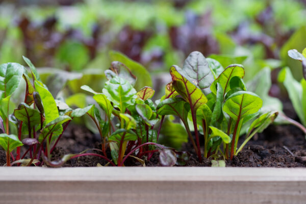 Single & 6 cell Vegetable, Flower & Herb seedlings