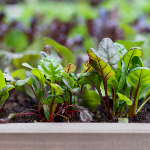 Single & 6 cell Vegetable, Flower & Herb seedlings*