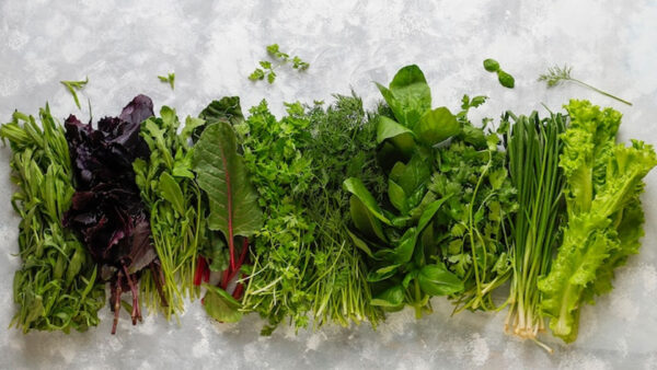 Single & 6 cell Vegetable, Flower & Herb seedlings - Image 3