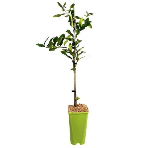 Kwan Citrus Kaffir Lime Tree 3 Ltr
