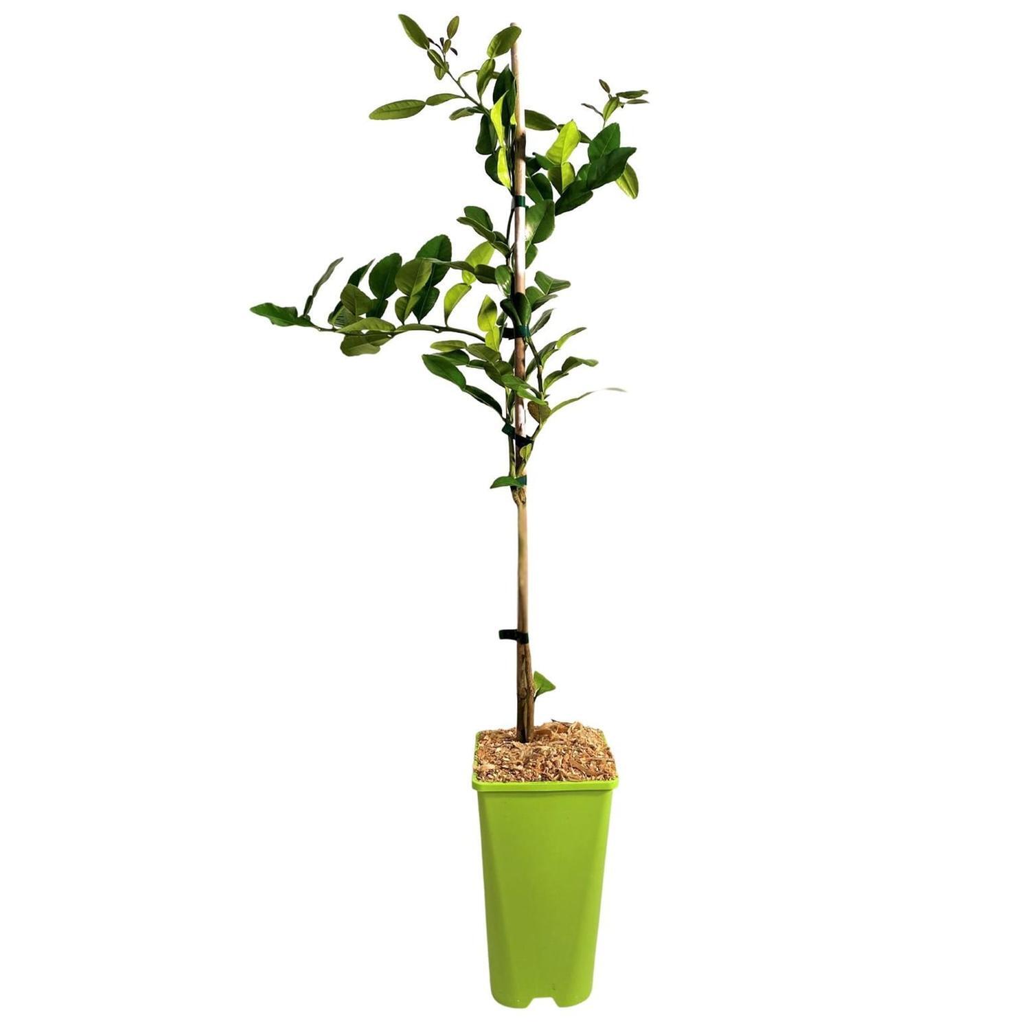 Kwan Citrus Kaffir Lime Tree 3 Ltr
