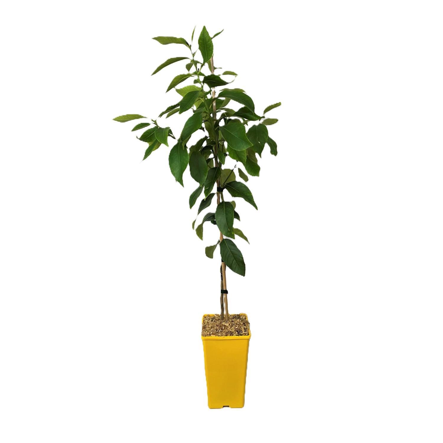 Kwan Citrus Meyer Lemon Tree 3 Ltr