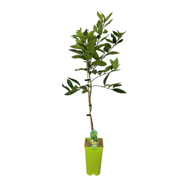 Kwan Citrus Tahitian Lime Tree 3 Ltr