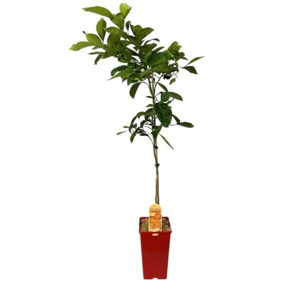 Kwan Citrus Mandarin Miho Tree 3 Ltr