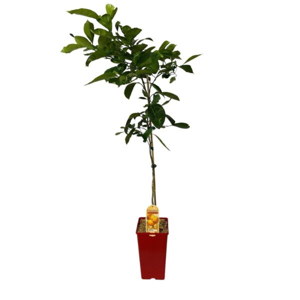Kwan Citrus Miyagawa Mandarin Tree 3 Ltr