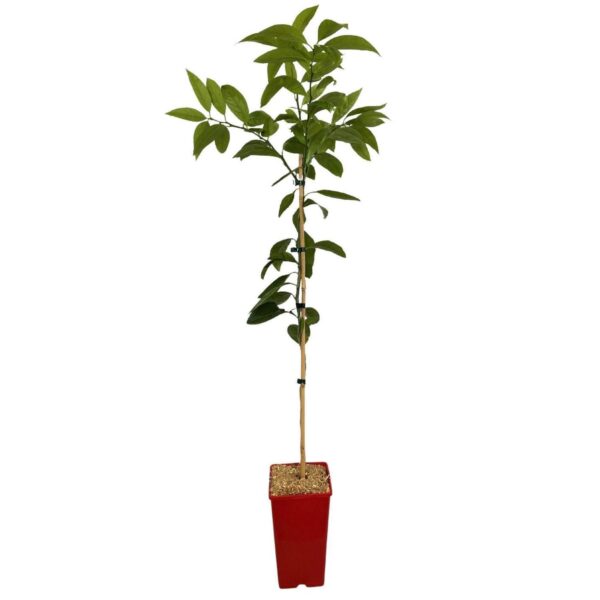 Kwan Citrus Okitsu Mandarin Tree 3 Ltr