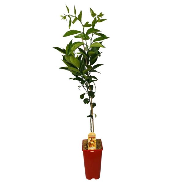 Kwan Citrus Mandarin Satsuma Tree 3 Ltr