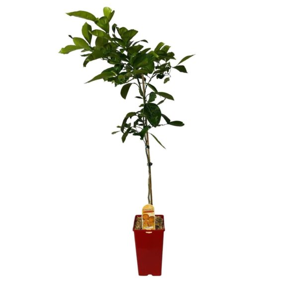 Kwan Citrus Silverhill Mandarin Tree 3 Ltr