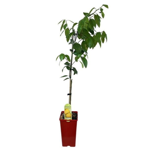 Kwan Citrus Seville Orange Tree 3 Ltr
