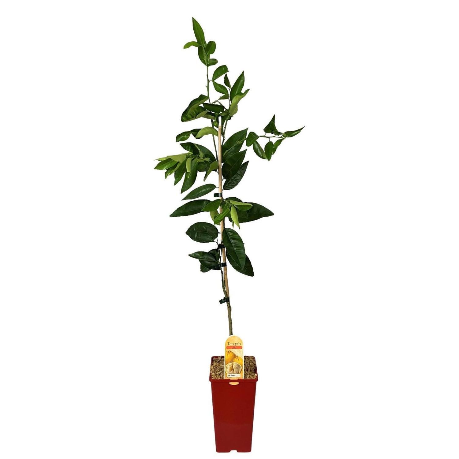 Kwan Citrus Ugli Tangelo Tree 3 Ltr