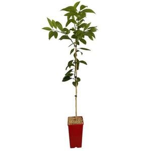 Kwan Citrus Yuzu Tree 3 Ltr