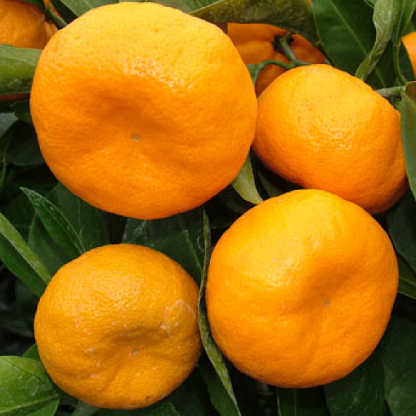 Kwan Citrus Silverhill Mandarin Tree 3 Ltr - Image 3