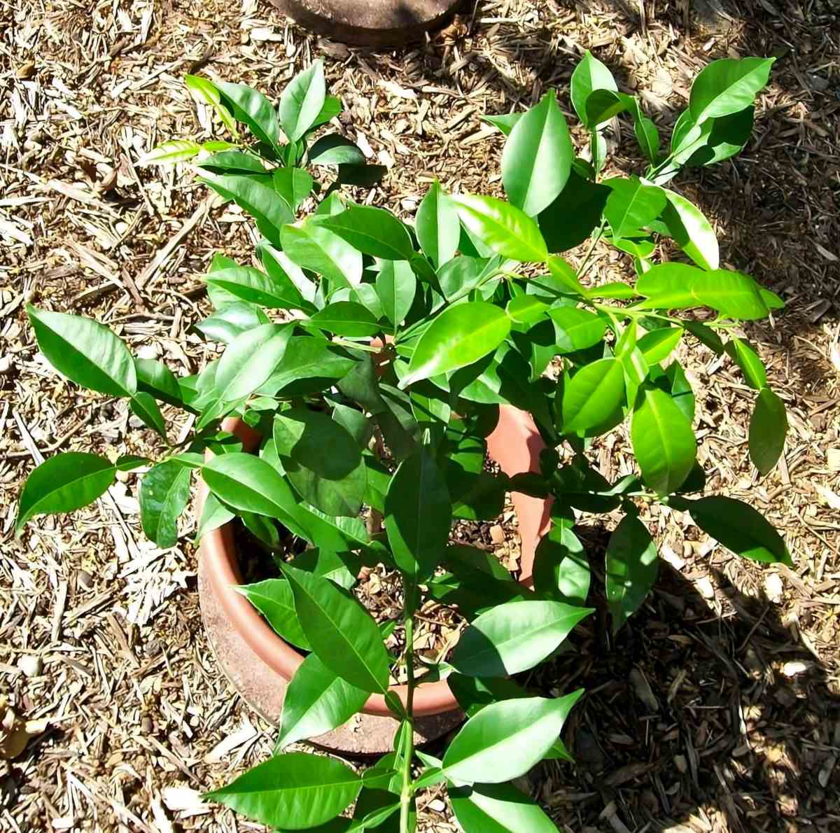 Kwan Citrus Yuzu Tree 3 Ltr - Image 2