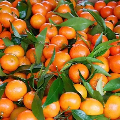 Kwan Citrus Dwarf Mandarin Corsica No.2 Tree 3 Ltr - Image 2