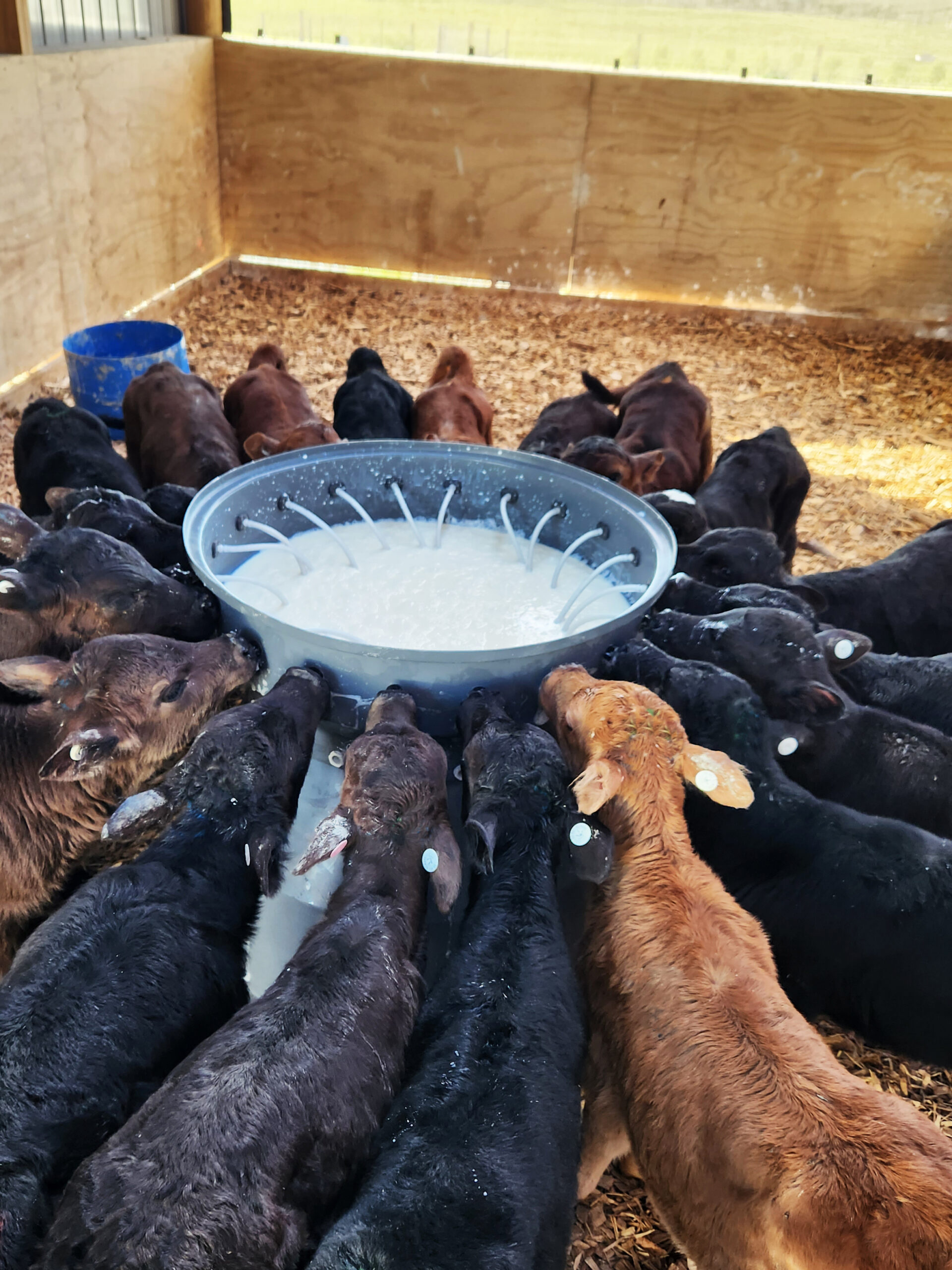 Milk Bar Calf Teat 10 Pack - Image 2