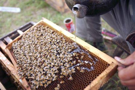 Liquid Sugar for Beekeepers - NZ Sugar Company