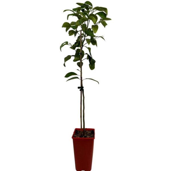 Kwan Citrus Golden Special Grapefruit Tree 3 Ltr