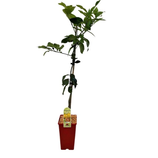 Kwan Citrus Star Ruby Grapefruit Tree 3 Ltr