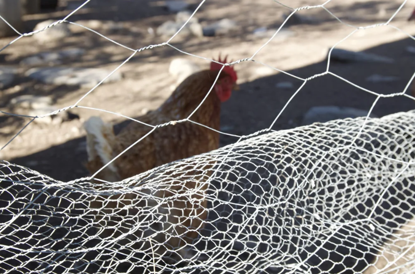 Hex Netting 13mm x .7mm x 900mm x 10m - Image 2